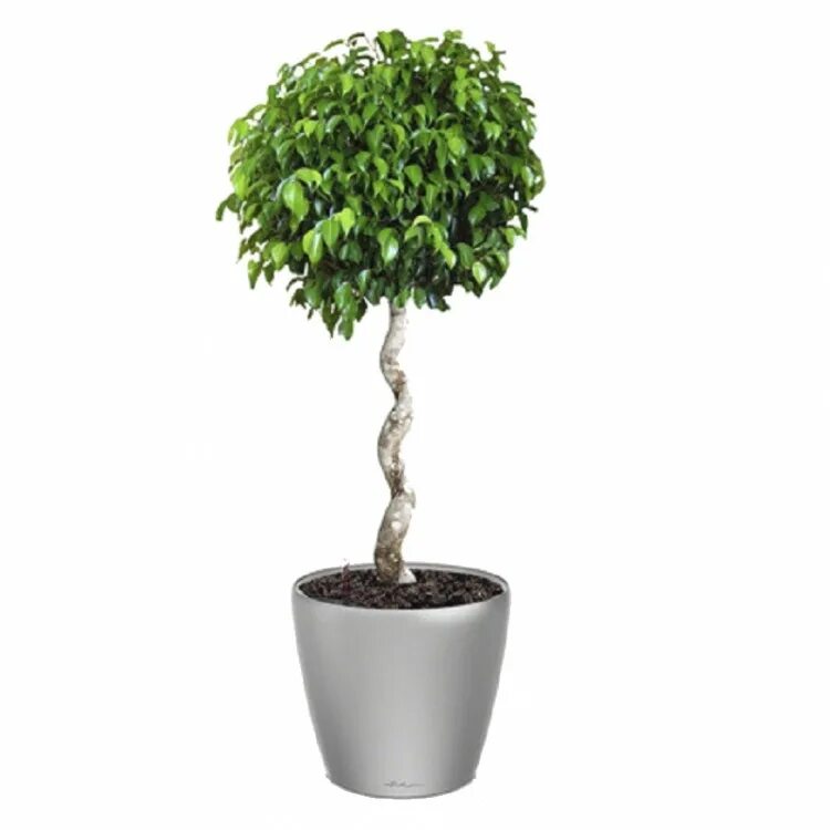 Фи́кус Бенджами́на Ficus benjamina. Фикус benjamina Exotica Spiral. Мирт, фикус Бенджамина. Фикус Бенджамина Lechuza.