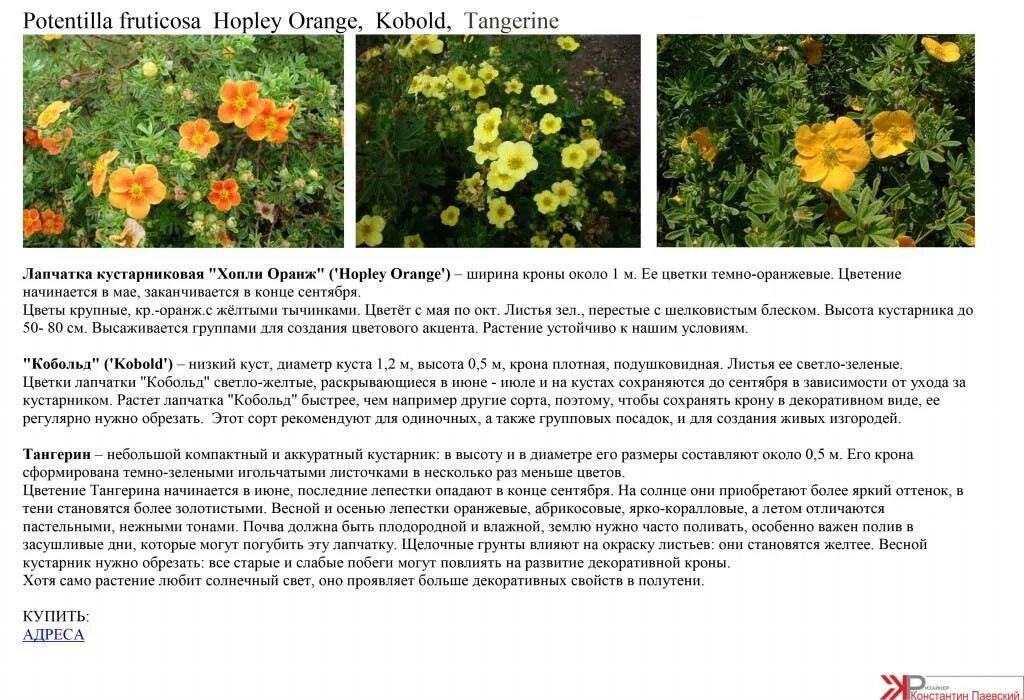 Лапчатка описание сортов. Лапчатка кустарниковая желтая посадка. лапчатка микс с2. лапчатка карпатская. лапчатка кустарниковая описание сортов.