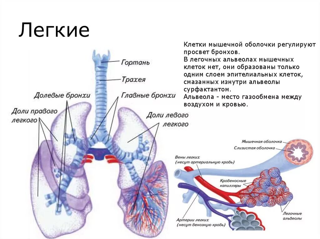 Из трахеи воздух попадает в. Дыхательная система альвеолы. Строение легких альвеолы бронхи. Строение дыхательной системы альвеолы. Легкие альвеолы бронхи строение.