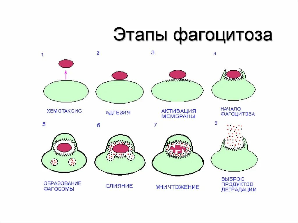 Схема фагоцитоза в иммунологии. Процесс фагоцитоза схема. Этапы фагоцитоза схема. Стадии фагоцитоза микробиология.