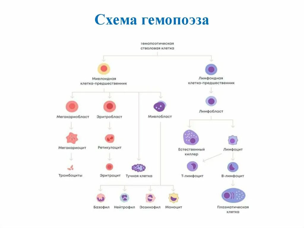 Клетки гемопоэза. Схема гемопоэза гистология. Постэмбриональный гемопоэз гистология. Схема постэмбрионального гемопоэза. Гемопоэз схема кроветворения.