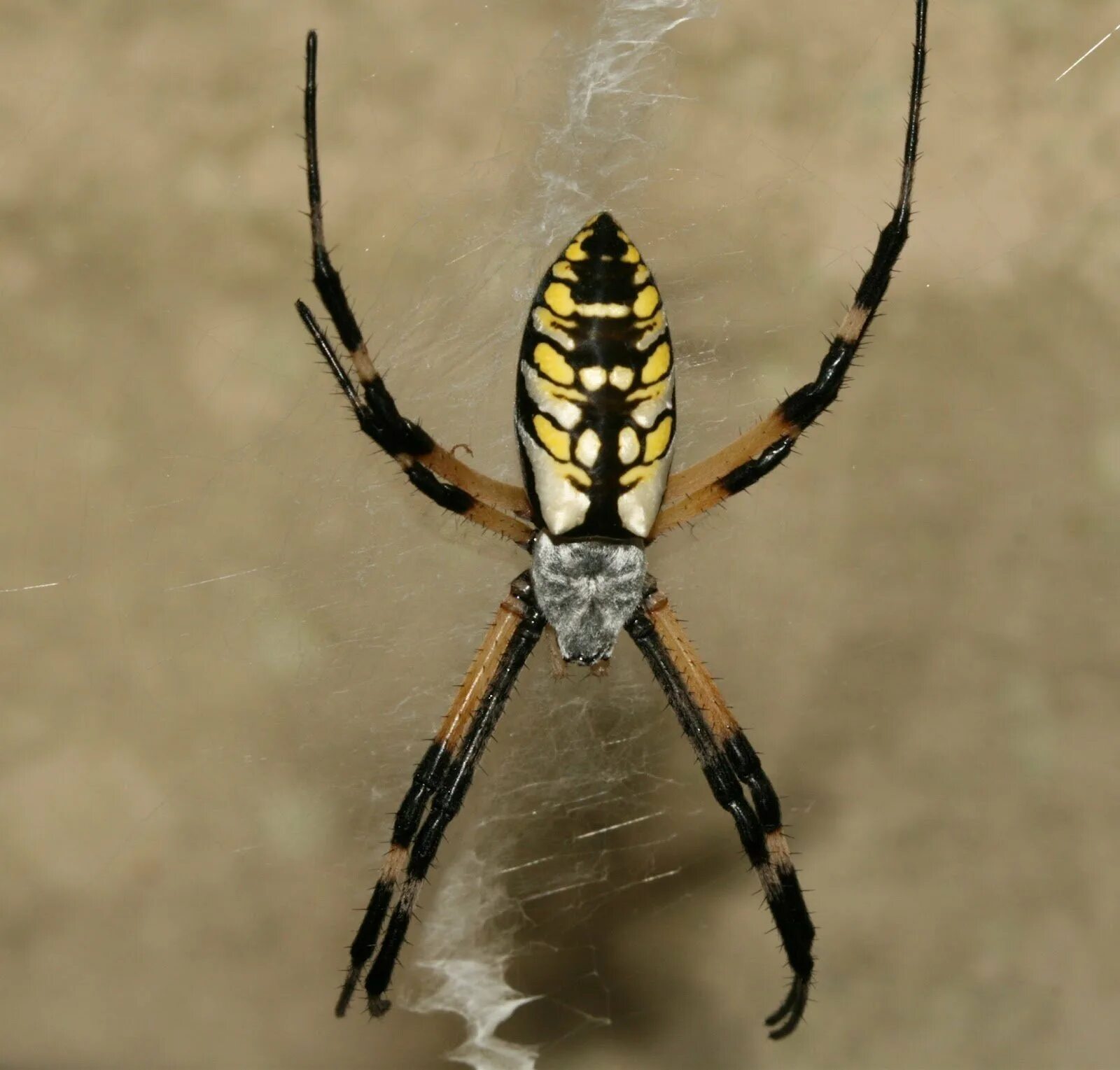 Паук кругопряд полосатый. Argiope aurantia паук. Паук полосатый жёлто-чёрный крестовик. Чёрный паук кругопряд.
