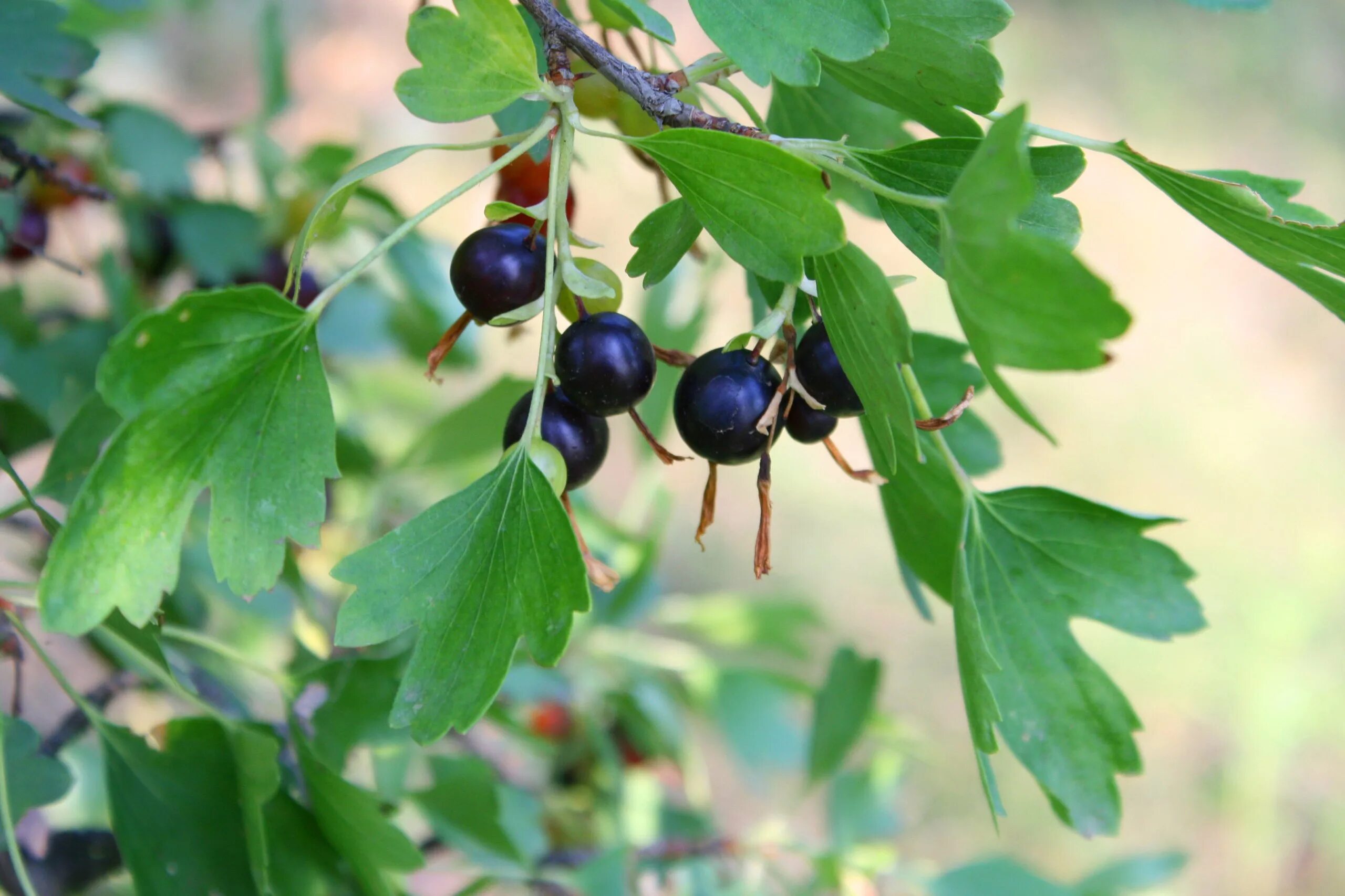 Текст весной неистово пылает золотистая смородина. Смородина золотистая (ribes Aureum Pursh). Смородина золотистая Мичуринская. Золотистая смородина и йошта.