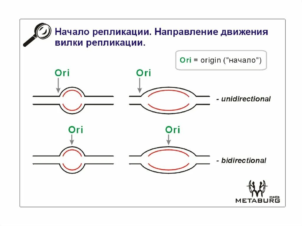 Антипараллельность репликации днк. Структура репликативной вилки. Принципы репликации днк. Репликация днк с дочерней цепью. Направления синтеза цепей репликации.