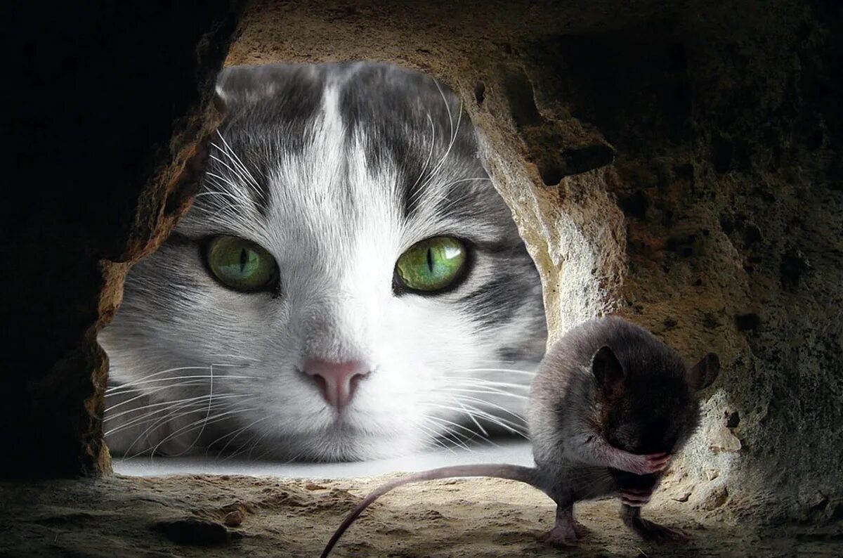 Кошка и мышь. Кошка ловит мышь. Кошки-мышки. Любопытная кошка. Котенок ловит мышей