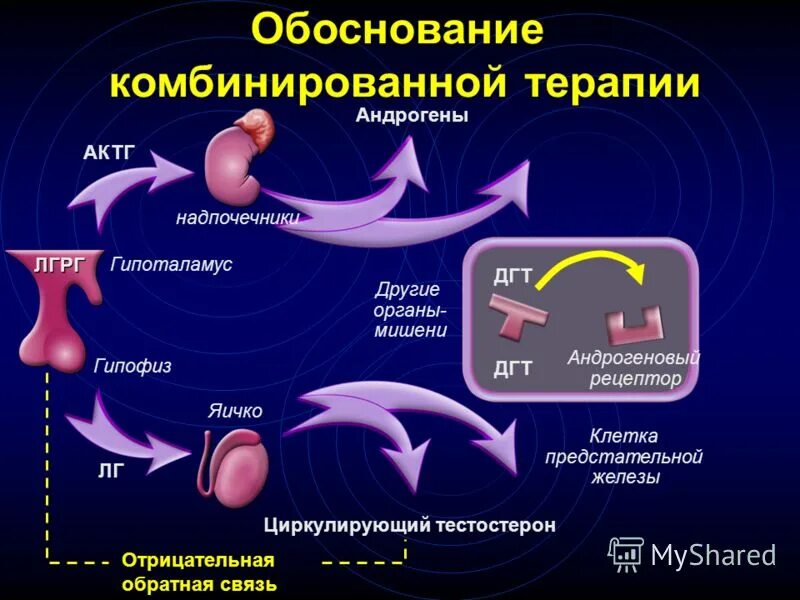 Предстательная железа тестостерон. Предстательная железа тестостерон. Тестостерон в 4 день цикла. Органы мишени гормона андрогены. Гонадотропин гормон функции.