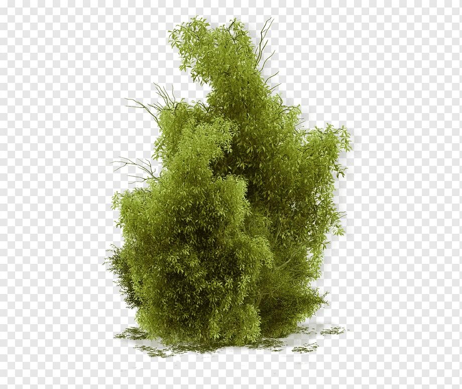 Куст мха. Мох для фотошопа. мох вектор. мох на прозрачном фоне для фотошопа. кустик для декора для фотошопа.