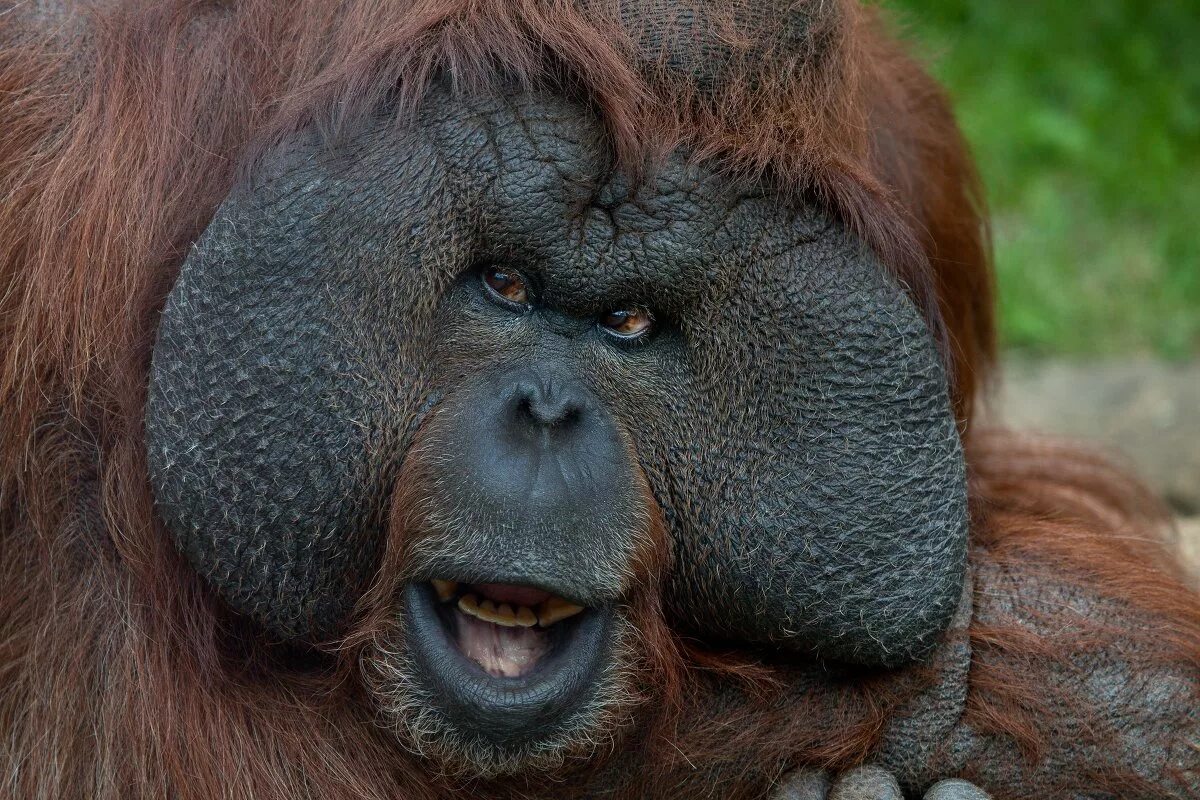 орангутанг это. исполинский бурый орангутанг. обезьяна суматранский орангутан. обезьяна орангутанг. орангутанг это.
