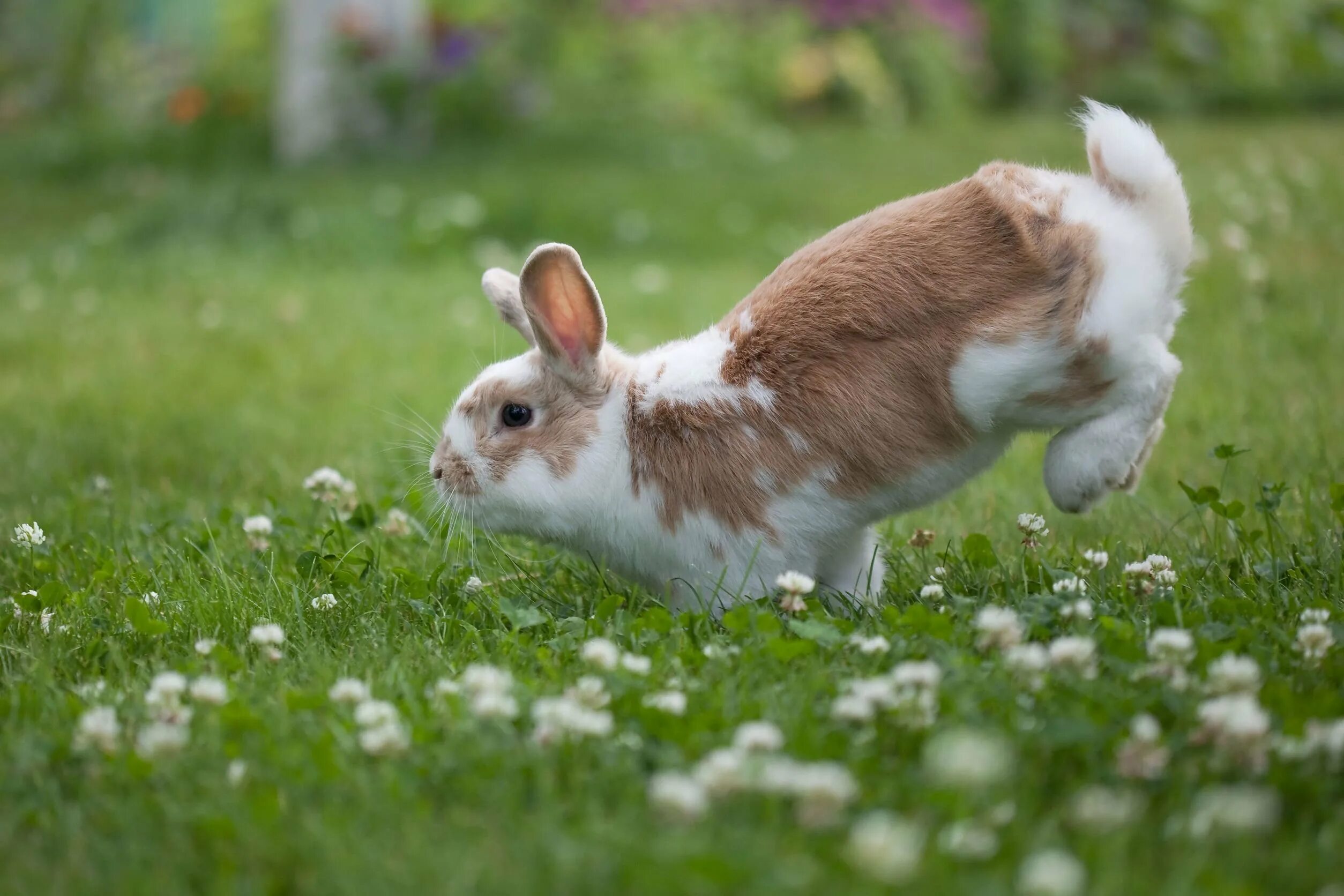 Smutty bunny. Smutty bunny. Милые кролики. Кролики декоративные карликовые банни. Smutty bunny.