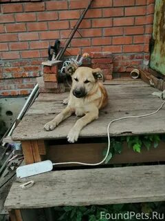 Ступино собаки