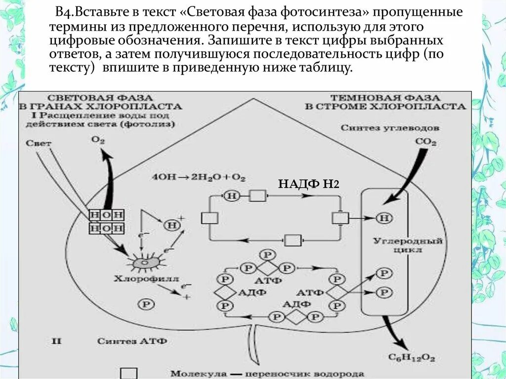 цикл кальвина в фотосинтезе. темновая фаза фотосинтеза цикл кальвина. с3 цикл фотосинтеза. цикл кальвина (с-3 путь). цикл кальвина в фотосинтезе.