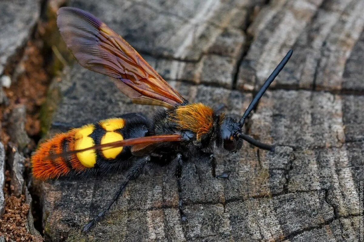 Черное насекомое похожее на осу. Пчела Сколия. Сколия-гигант. Оса Сколия гигант. Шершень и Сколия.