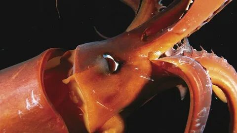 Кальмар какое животное