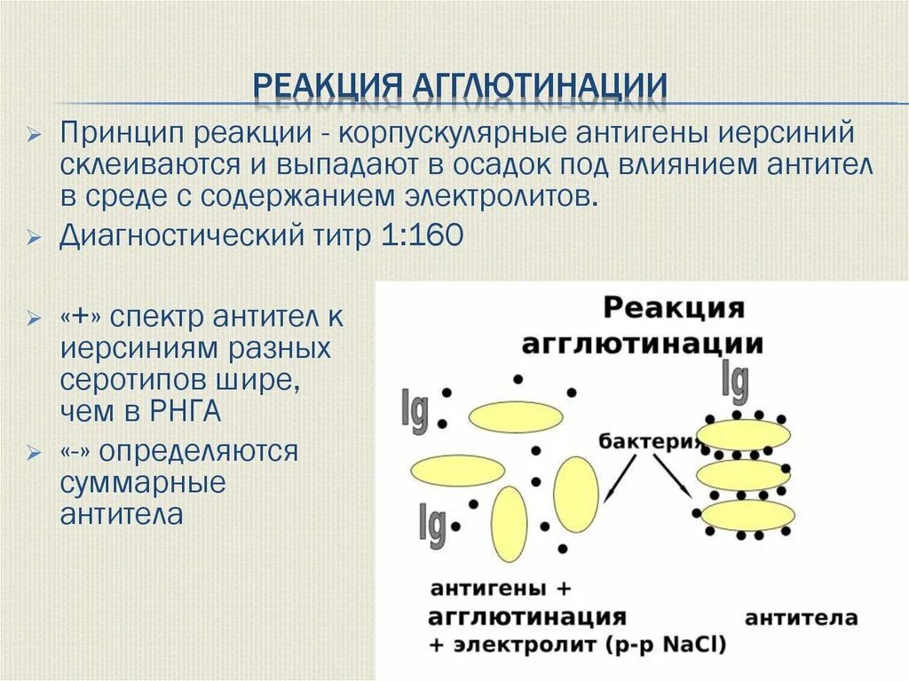 Реакция агглютинации антиген. Реакция агглютинации иммунология механизм. Компоненты реакции агглютинации микробиология. Иммуноглобулины в реакции агглютинации. Реакция агглютинации микробиология принцип.