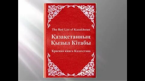 Кызыл казахский