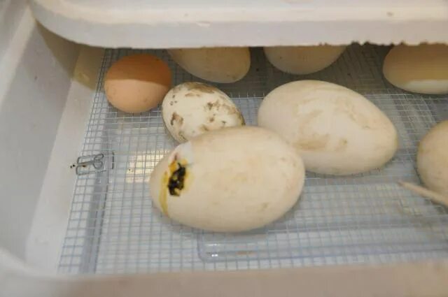 Фото яиц в инкубаторе по дням. Инкубация гусиные гусиные яйца. Гусиные яйца гусята. Гусëнок и гусиные яйца в инкубаторе. Гусиное яйцо инкубационное инкубация.