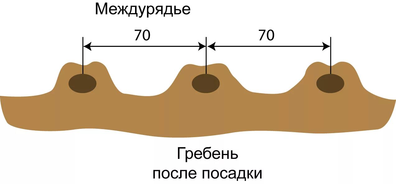 На каком расстоянии ряды картошки. Глубина посадки картофеля в гребни. Гладкая и гребневая посадка картофеля. Посадка картофеля в гребни по голландской технологии. Схема посадки картофеля в гребни.