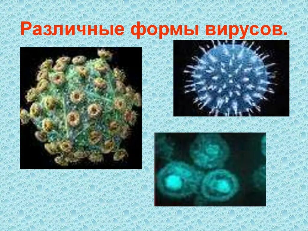 Разнообразие вирусов по форме. Формы вирусов биология. Вирусы по форме. Формы вирусов фото. Легкая форма вируса