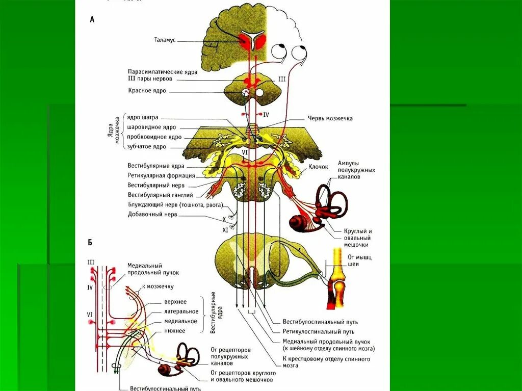 Нисходящий нерв. Вестибулярный нерв путь схема. Вестибулярный анализатор спинномозговой путь. Медиальный продольный пучок путь схема. Медиальный преддверно-спинномозговой путь.