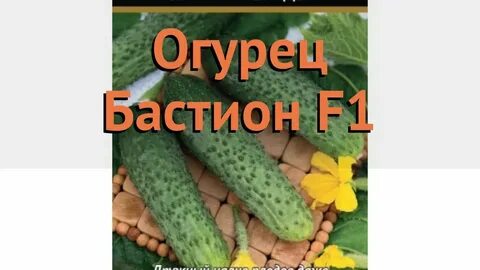 Огурец бастион
