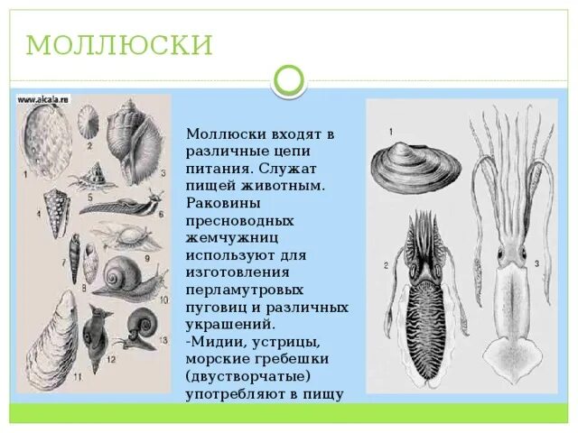 Цепочка ракообразных. Цепь питания моллюсков. цепь питания с моллюском. пищевая цепь моллюсков. цепочка питания ракообразных.
