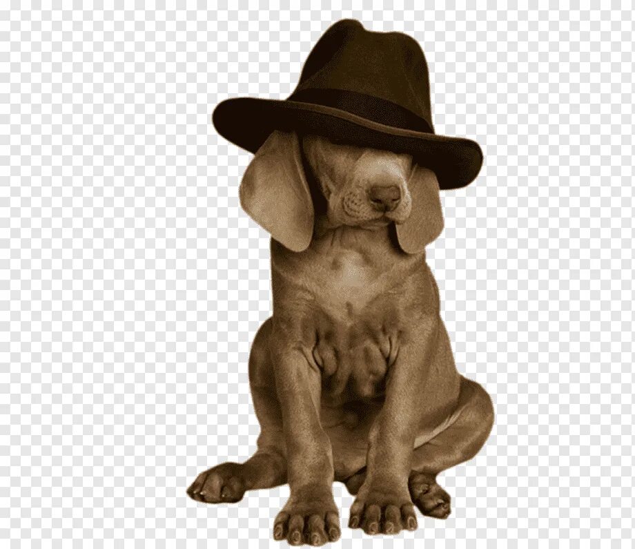Пес шляпа. Собачка в шляпе. Пес в шляпе. Щенок в шляпе. Коричневая собака в шляпе.