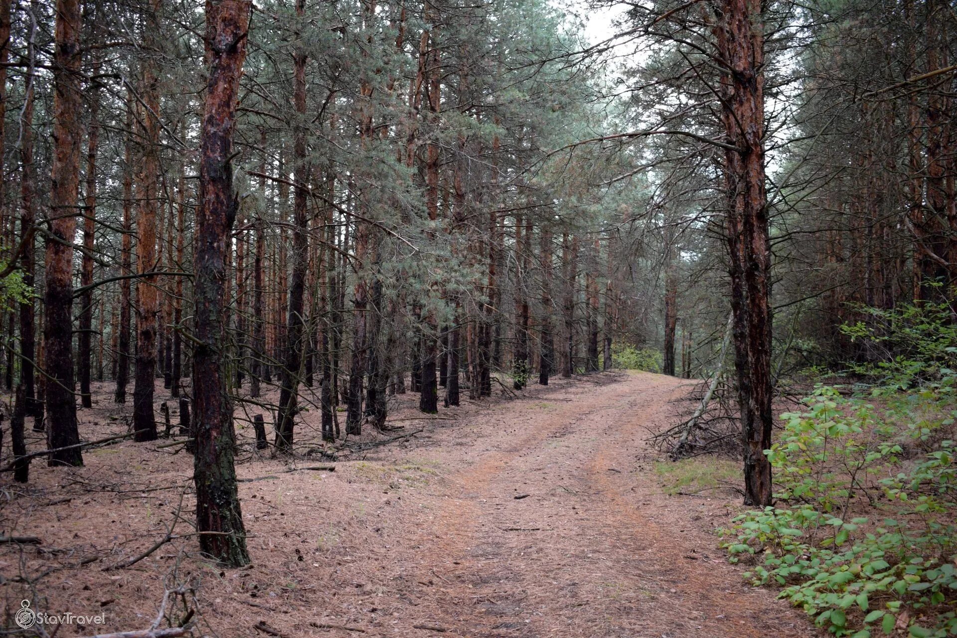 Кузедеевская реликтовая липовая роща. Тисо самшитовая роща балки. Глубокая роща. Хоста роща самшитовая балка оползневая. Хвойная роща.