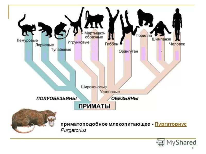 Приматы произошли от млекопитающих