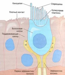 Вестибулярные волосковые клетки