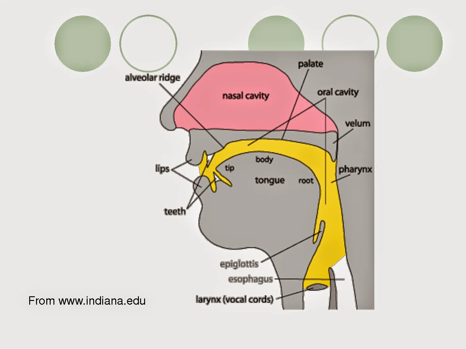 Органы речи. The organs of speech схема. active organs of speech in english. органы речи на английском.