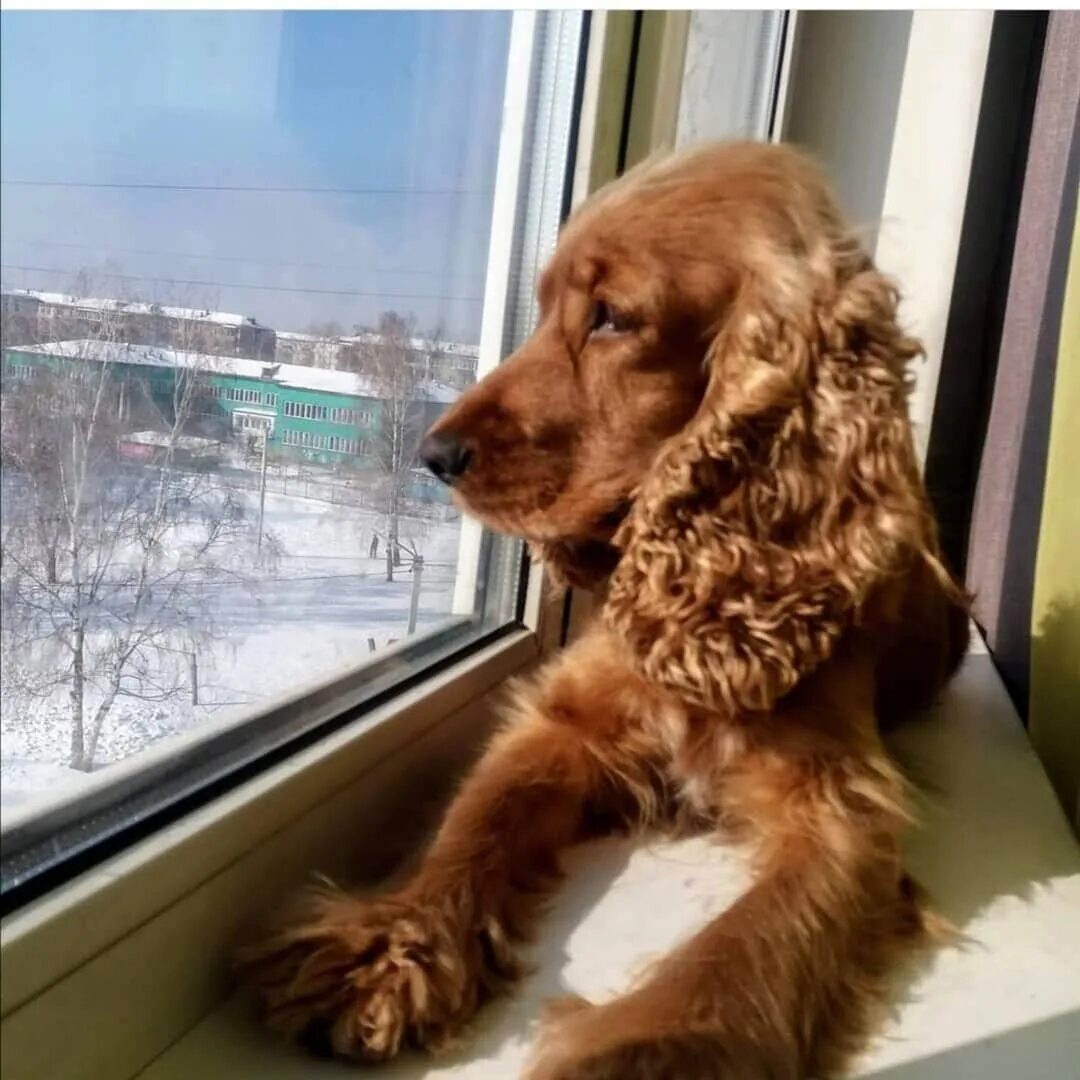 Потерянные собаки усолье сибирское. Собаки усолье-сибирское. Собаки усолье-сибирское. Собаки усолье. Бродячие собаки в усолье-сибирском.