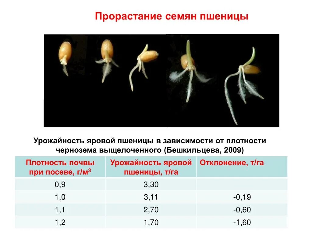 Влияние какого развития проростков иллюстрирует данный опыт. Фазы прорастания семени пшеницы (схема). Процесс прорастания семян пшеницы. Этапы прорастания пшеницы. Фазы прорастания семян пшеницы.