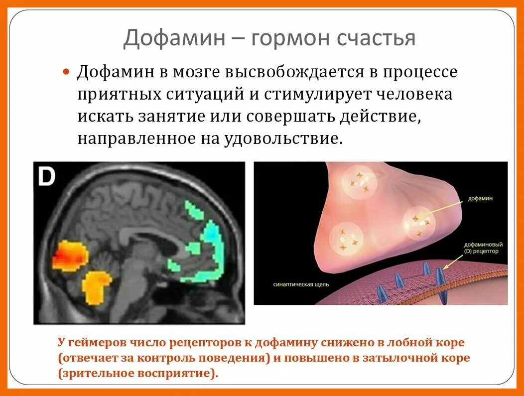 Гормоны вырабатываемые мозгом