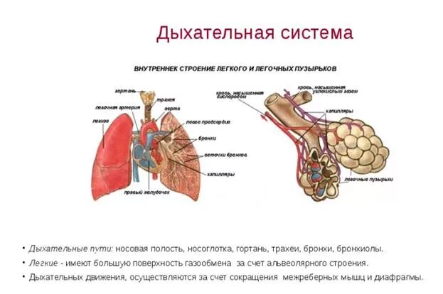 Дыхательное движение млекопитающих