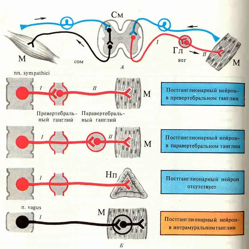 Двигательный вегетативный нейрон. Вегетативная парасимпатическая рефлекторная дуга схема. Схема строения рефлекторной дуги ВНС. Схема рефлекторной дуги симпатической нервной системы. Схема рефлекторной дуги вегетативного рефлекса.
