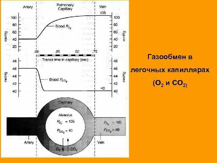 Насыщение кислородом капилляров альвеол повышение концентрации. Газообмен в капиллярах. газообмен в альвеолах. легочный газообмен в капиллярах нф. в капиллярах может происходить газообмен, так как :.