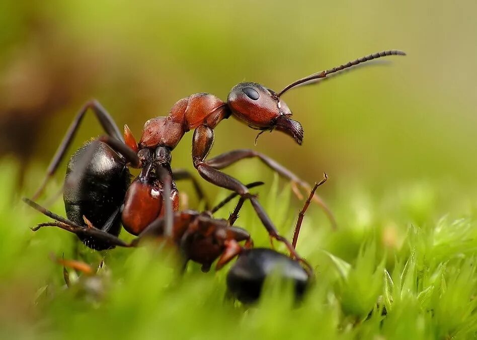 Муравей фото. Муравей насекомый. Макросъемка насекомых муравей. Черноголовый Лесной муравей. Murovei.