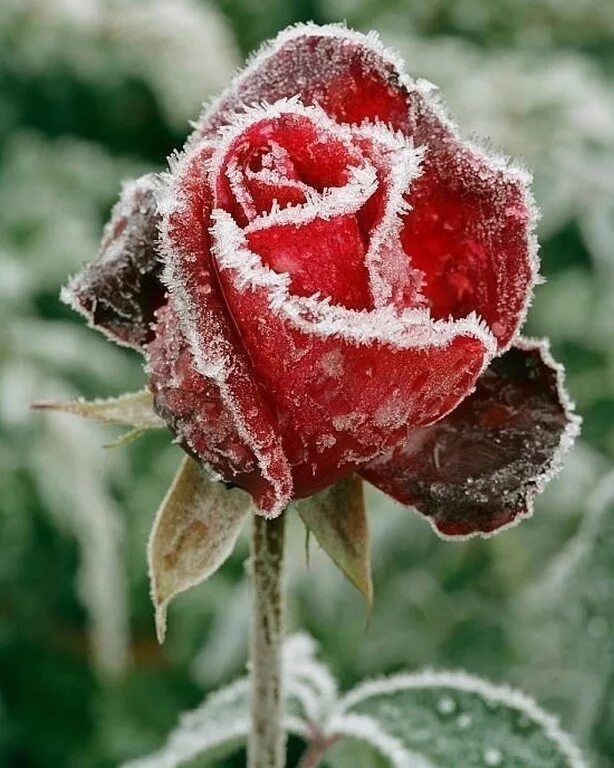 Красные цветы зимние розы. Замерзшая роза. Розы на морозе. Снежная роза. Морозная роза.