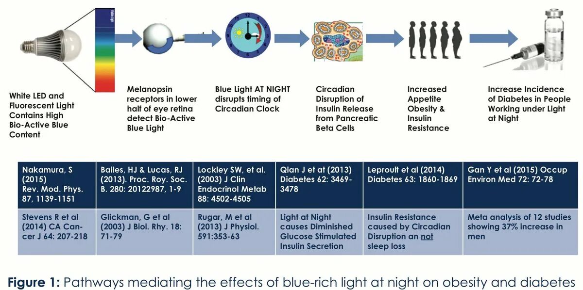 Меланопсин. Insulin Resistance booklet. Cause and Effect Chain. Effects of Blue Light on the Circadian System and Eye Physiology.