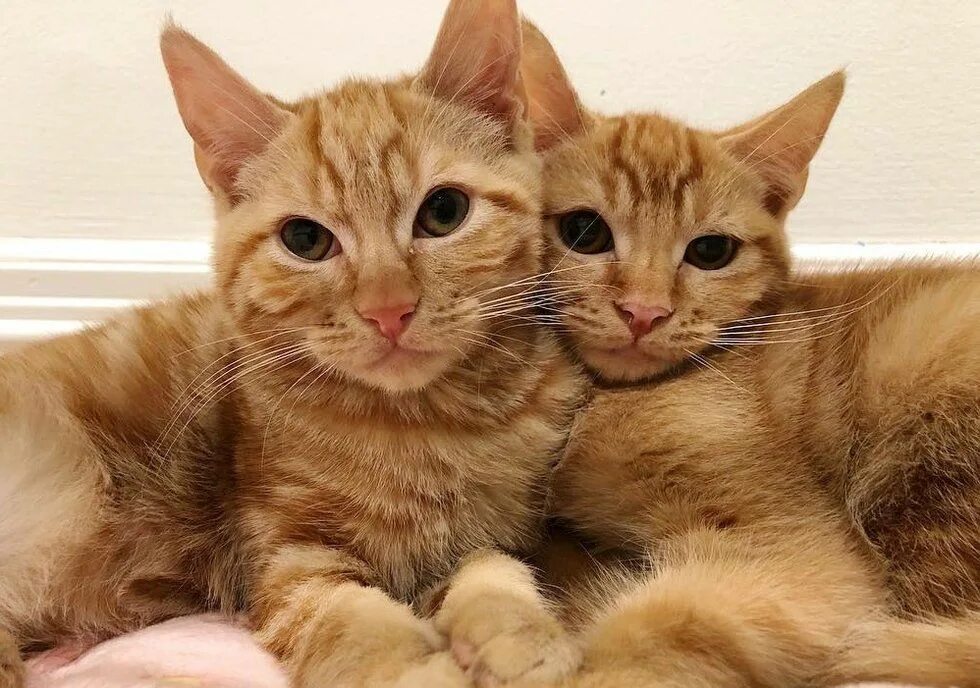 Два брата кота