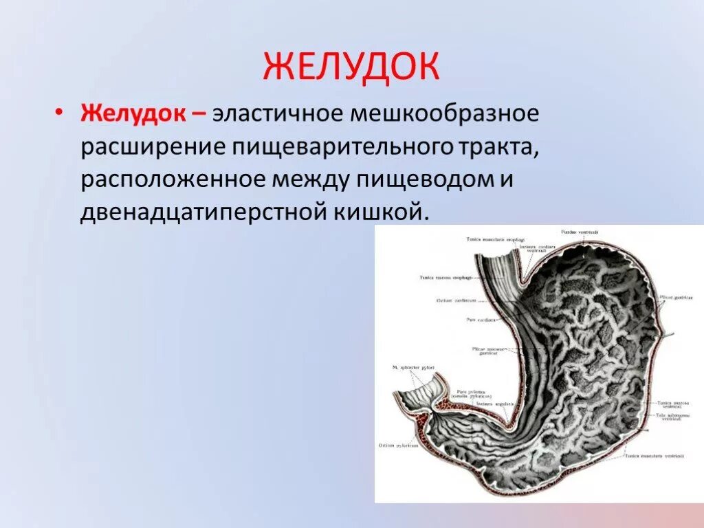 Строение желудка анатомия. Расширение пищеварительного тракта. Строение желудка кратко