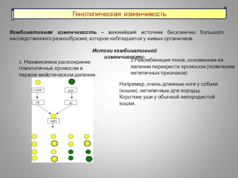 Комбинативная изменчивость примеры у человека Выберите пример комбинативной изменчивости