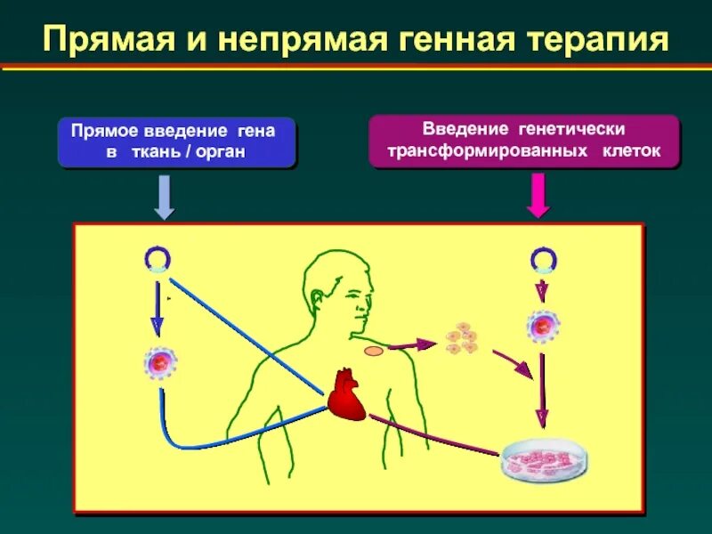 Генная терапия заболеваний. Генная терапия. Понятие о генной терапии. Соматическая генная терапия. Генотерапия методы.