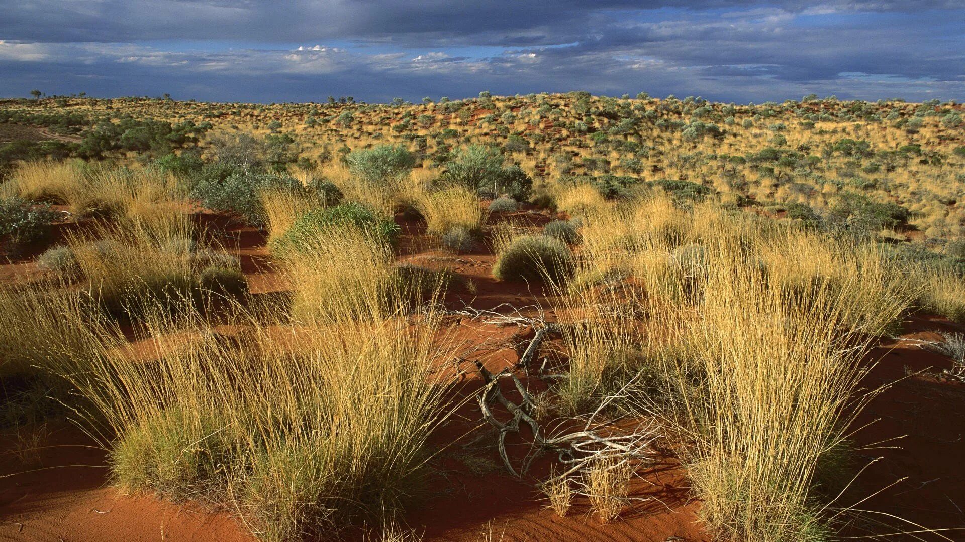 Растительный мир пустынь и полупустынь россии. Спинифекс в Австралии. Пустыни и полупустыни Австралии. Спинифекс растение Австралии. Австралийский Буш (скрэб).
