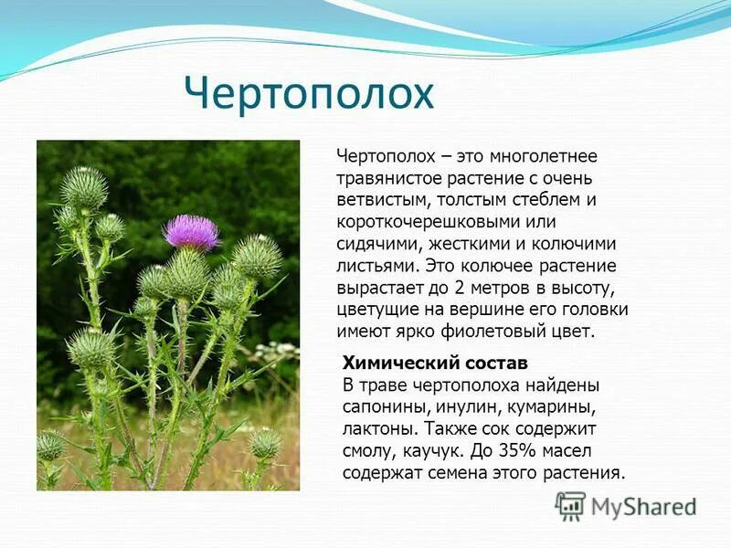 Чертополох символ шотландии легенда. Чертополох символ шотландии. Цветок чертополоха символ шотландии. Палеоцентаурея чертополох. Цвет чертополох значение.