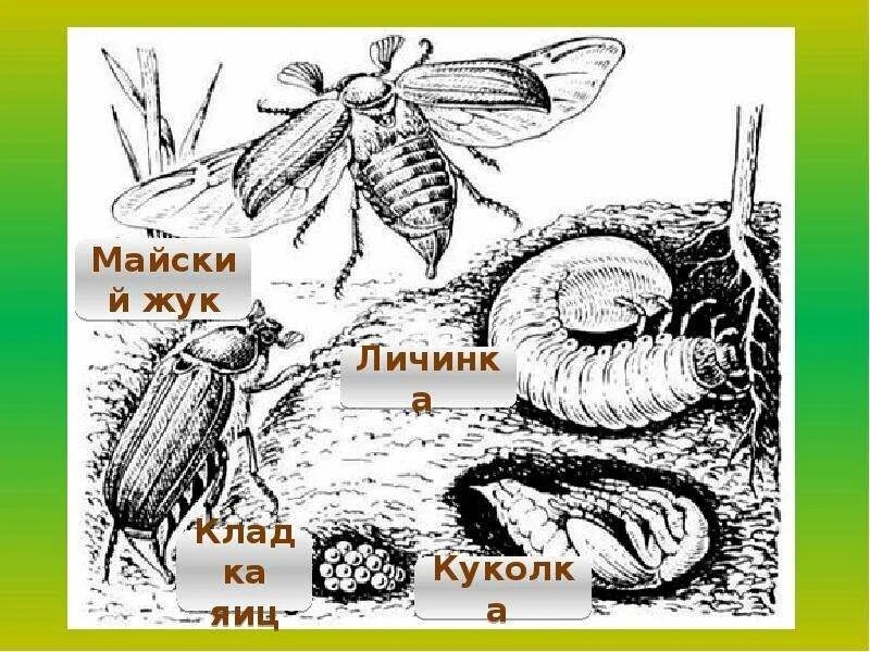 Какое развитие у жуков. Цикл развития майского жука рисунок. Цикл развития майского жука. Схема развития майского жука. Жизненный цикл майского жука.