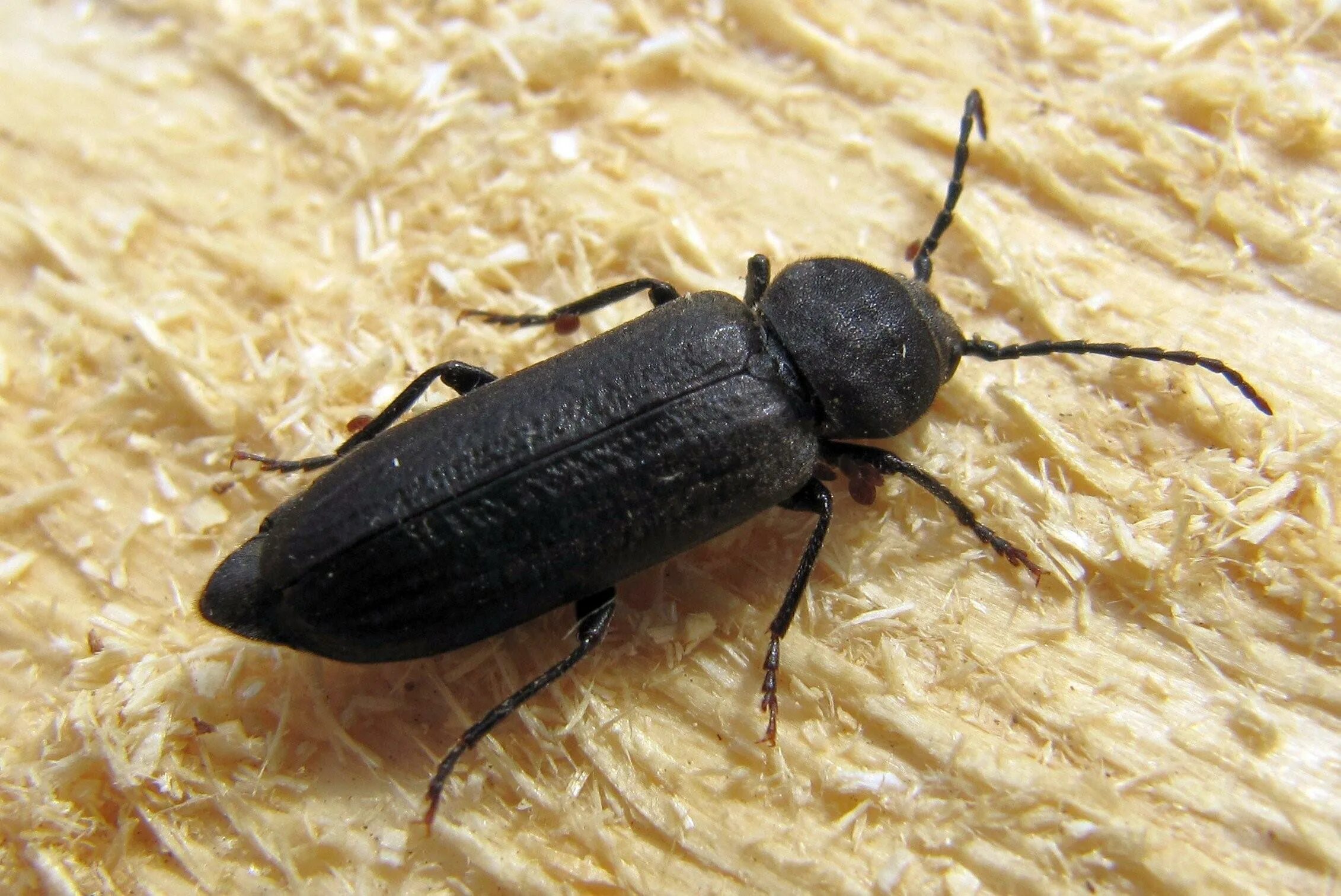 Черные жуки фото. Усач Asemum striatum. Жук вонючка черный. Cerambycidae: Asemum striatum. Черный Жук Франкавилла.