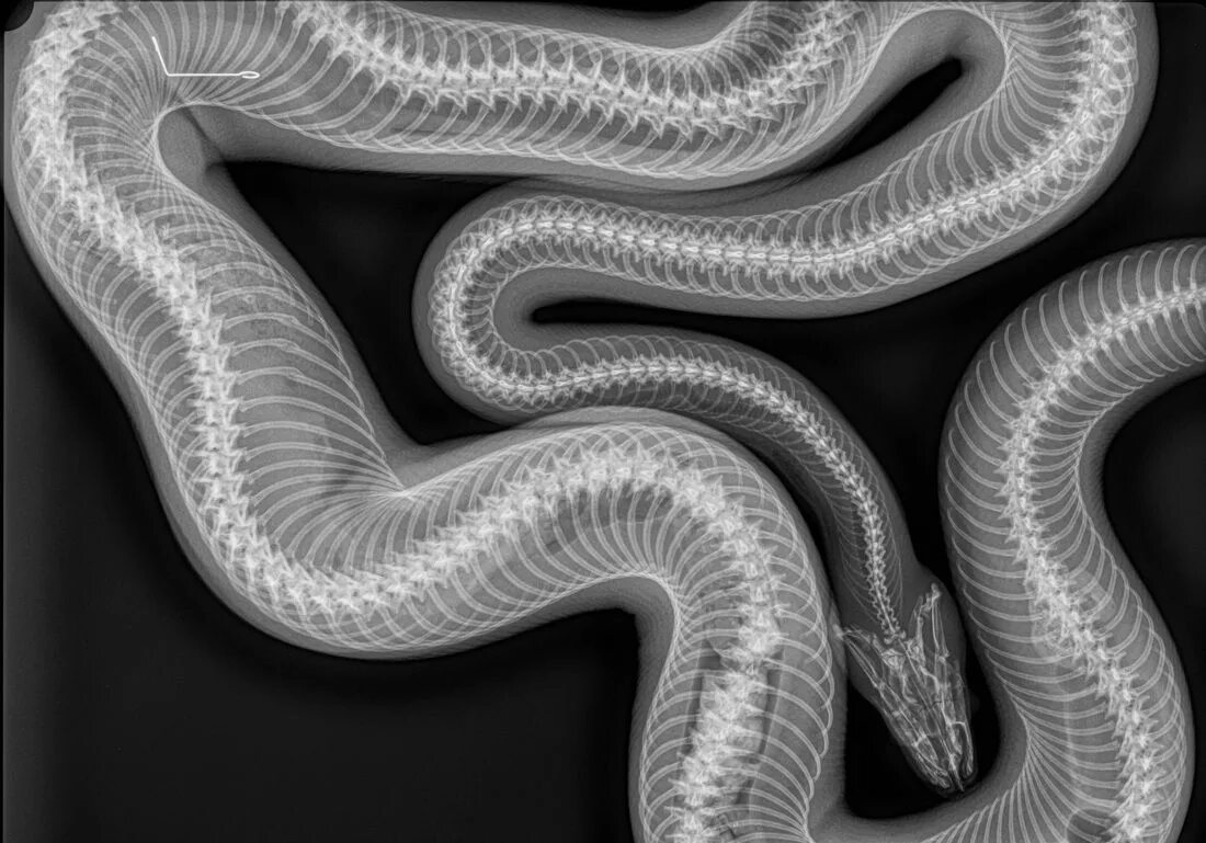 Легкие у змей. Змея рентген. Рентгенограмма змеи. Рентгеновский снимок змеи. Змея под рентгеном.