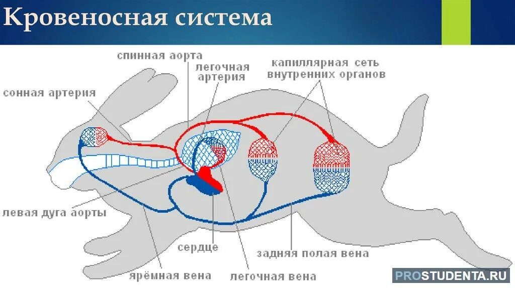 Млекопитающие кровообращение и дыхание. Схема строения кровеносной системы млекопитающих. Кровеносная система зайца схема. Дыхательная система кролика схема. Дыхательная система млекопитающих кролик.