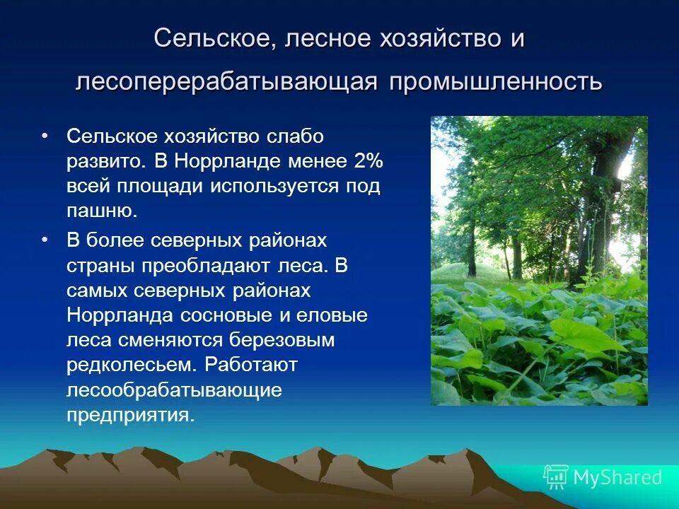Отрасли лесного хозяйства. Зона смешанных лесов население. Сельское хозяйство в тайге россии. Презентация зона лесов. Внешний облик зоны тайги.